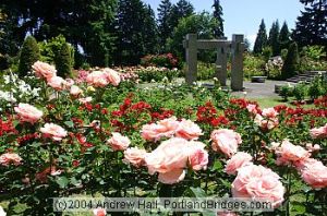 (c) 2004. Andrew Hall, PortlandBridges.com